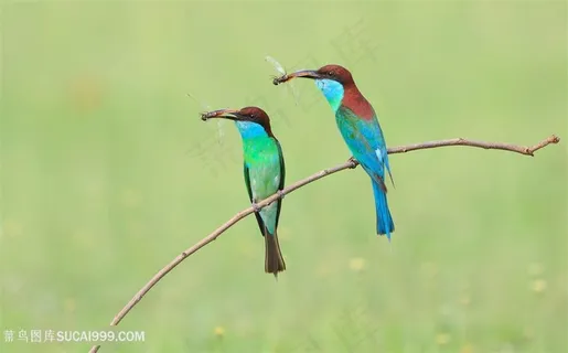 高清树枝上两只进食的蓝喉蜂虎鸟类图片 高清树枝上两只进食的蓝喉蜂虎鸟类图片