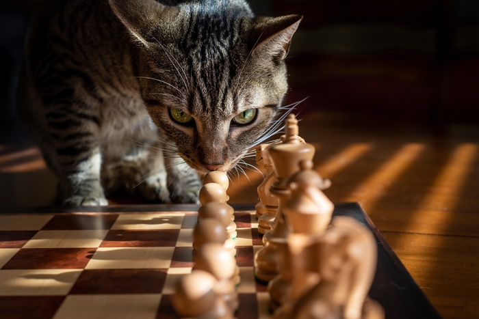 可爱猫猫图片