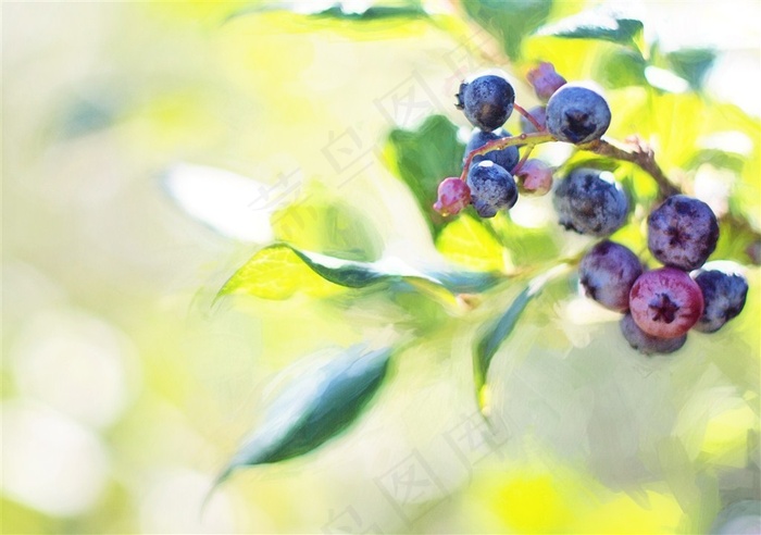 新鲜成熟的蓝莓水果图片