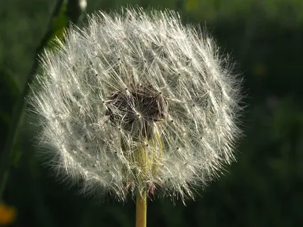 蒲公英花摄影图片 蒲公英花摄影图片