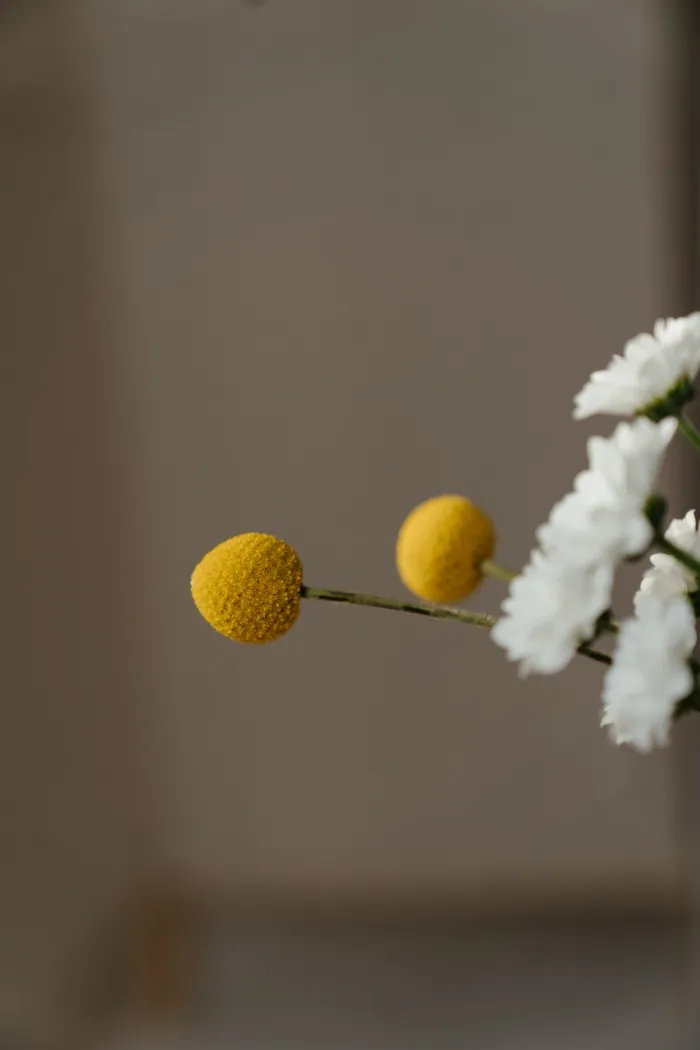 白色纯洁雏菊摄影素材