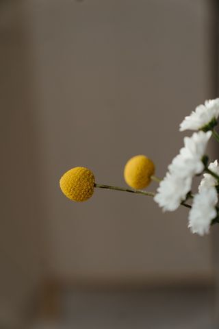 白色纯洁雏菊摄影素材