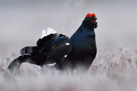 高清野鸡摄影素材