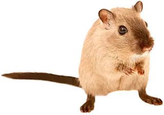 小老鼠素材动物