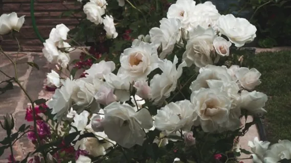 自然, 花朵, 春天, 花园, 开花, 盛开, 夏天