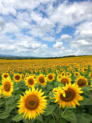 黄色向日葵摄影素材
