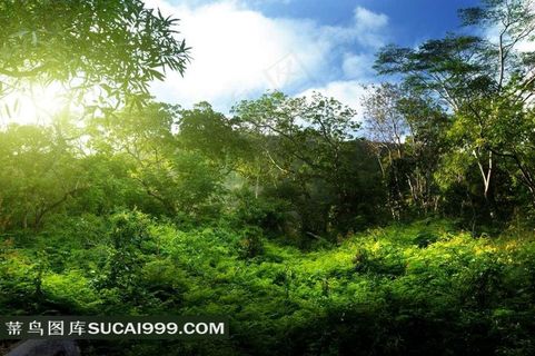 丛林系列 - 清幽安静的阳光丛林