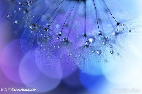 唯美梦幻水珠蒲公英鲜花图片