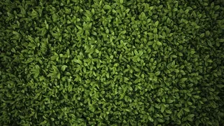 高清绿色叶子树叶