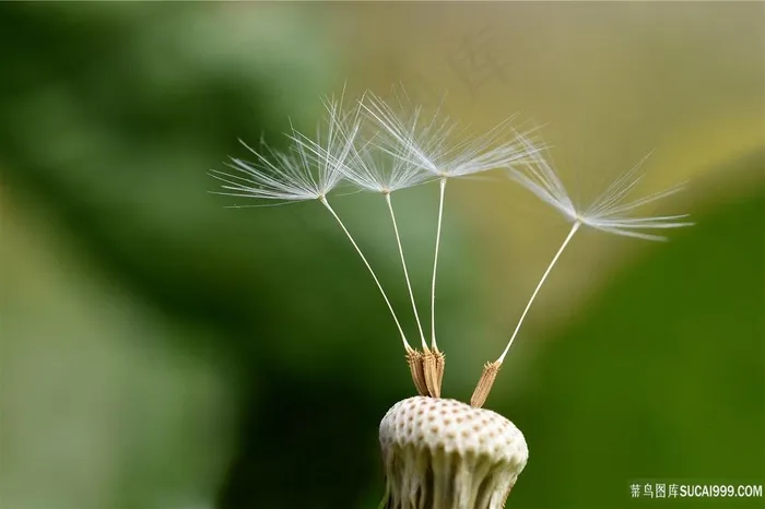 蒲公英图片素材