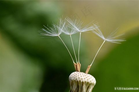 蒲公英图片素材