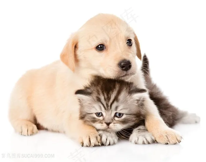 可爱猫狗动物高清图片