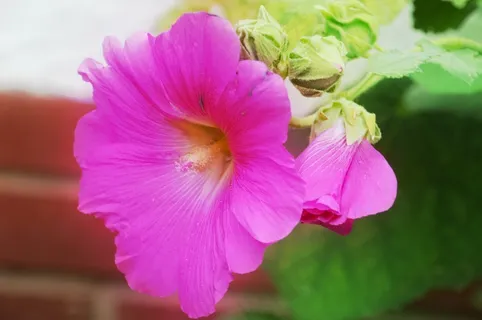 蜀葵花朵摄影图片 蜀葵花朵摄影图片