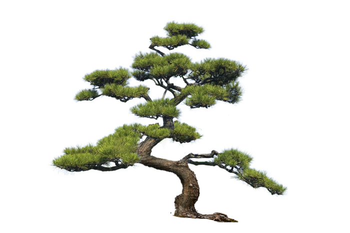 松树免扣素材实拍