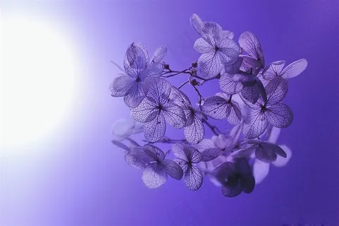 唯美紫色鲜花图片