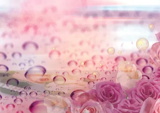 浪漫玫瑰花紫色背景