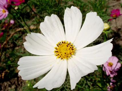 白色波斯菊图片 白色波斯菊图片