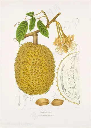 菠萝蜜手绘插画图片