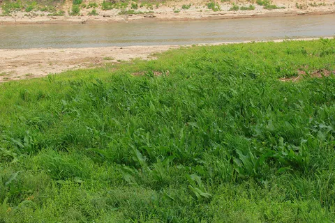 缺水河边小河边绿色旺盛草地