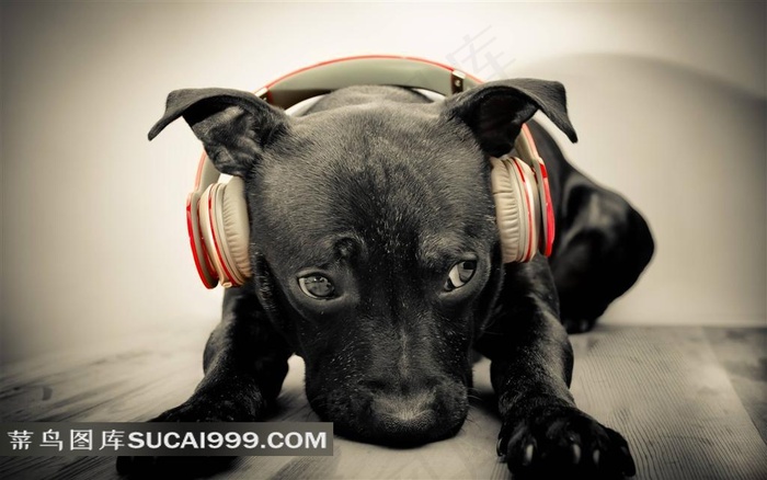 带耳机的狗狗高清大图