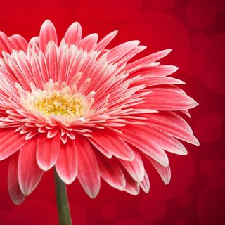 花朵植物花卉鲜花