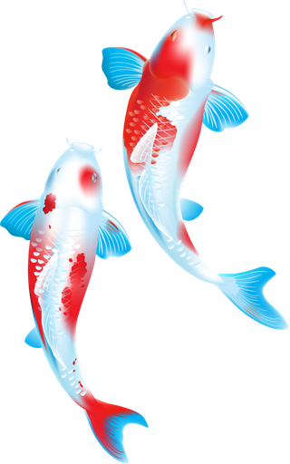 锦鲤图片PNG