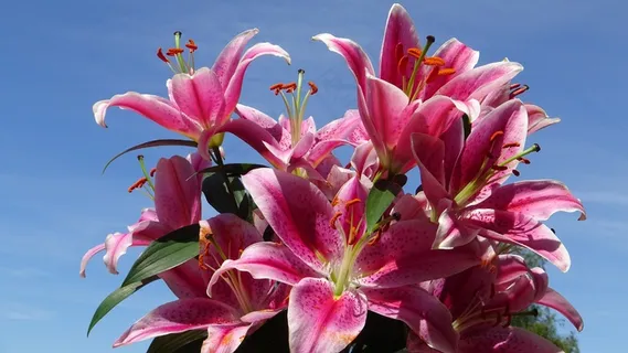 百合花花朵绽放图片 百合花花朵绽放图片