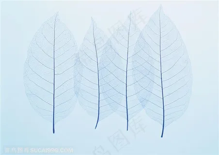 树木树叶-四片只剩下经脉的树叶