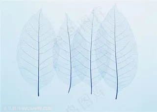 树木树叶-四片只剩下经脉的树叶