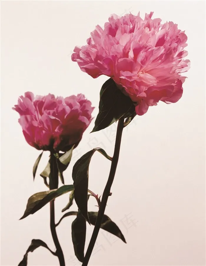 唯美两朵鲜花