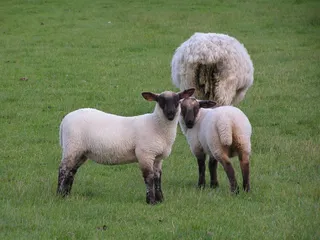 羊白羊牧场动物素材动物实拍