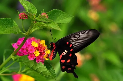 美丽蝴蝶玉带凤蝶素材摄影 美丽蝴蝶玉带凤蝶素材摄影