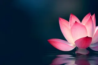 粉色唯美莲花大气背景
