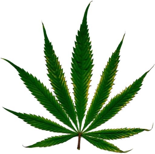 大麻PNG免抠(640x635)