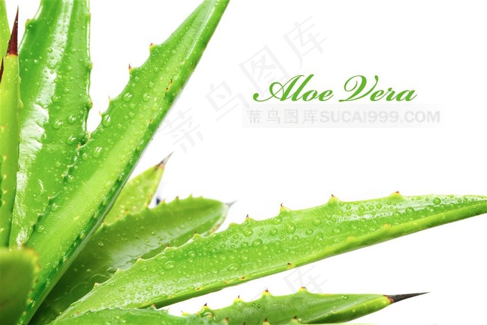 新鲜的芦荟素材高清图片