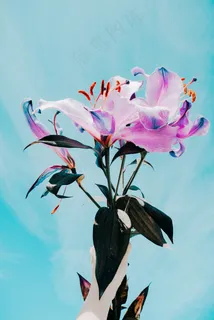 唯美花摄影图片 唯美花摄影图片