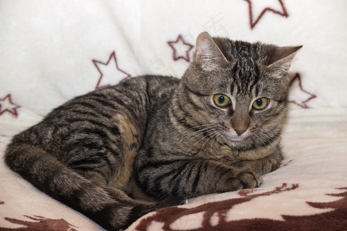 灰色短毛猫图片