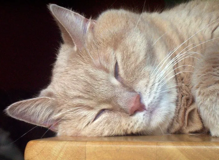 正在睡觉的猫写真图片