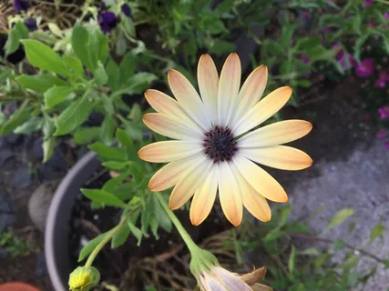 漂亮淡黄色花朵图片 漂亮淡黄色花朵图片