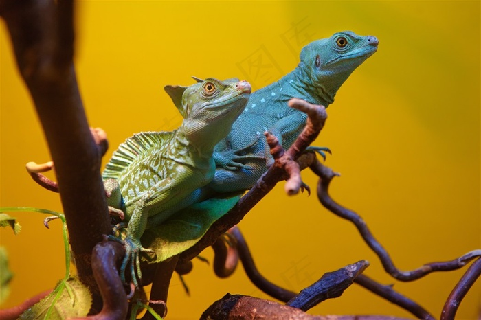 变色龙蜥蜴素材
