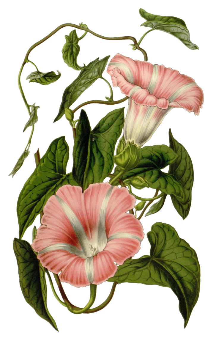 复古手绘植物花卉插画 免抠