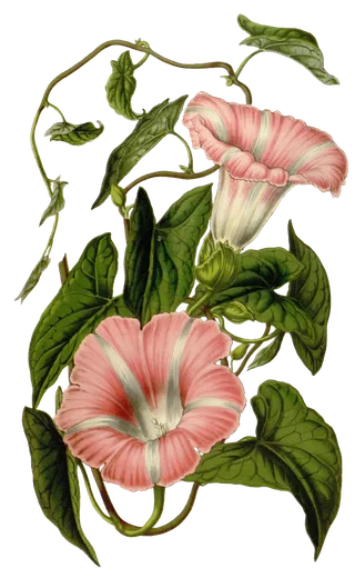 复古手绘植物花卉插画 免抠