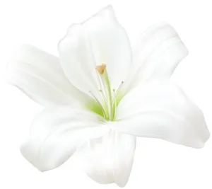 百合花免抠