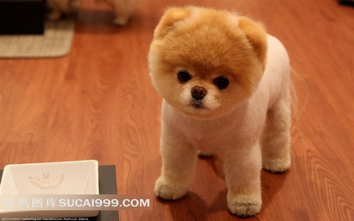 可爱的小毛毛球