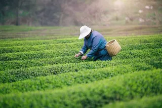 清明节春天绿色茶山采茶背景图片