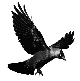 老鹰动物元素免扣素材设计素材