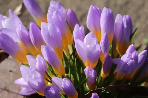 紫色藏红花鲜花图片 紫色藏红花鲜花图片