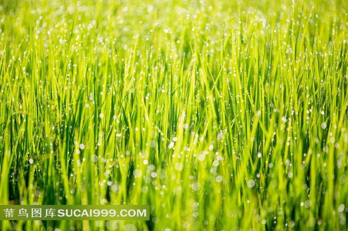 绿草高清图片