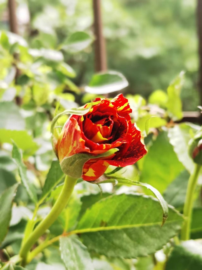 夏季满天星月季花苞