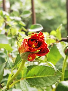 夏季满天星月季花苞